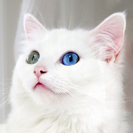 white ragdoll