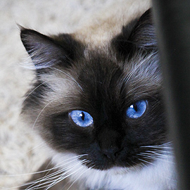 seal mitted ragdoll