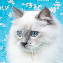 lilac point ragdoll