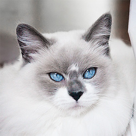 blue bicolor white ragdoll