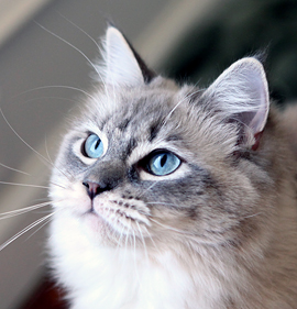 blue lynx mink ragdoll