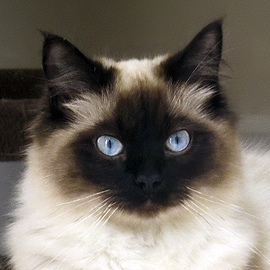 seal colorpoint ragdoll