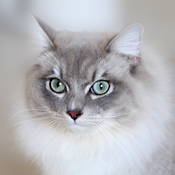 blue sepia ragdoll