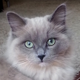 blue mitted mink ragdoll