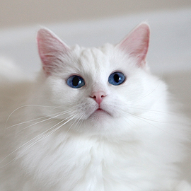 white ragdoll