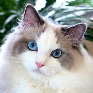 blue bicolor ragdoll