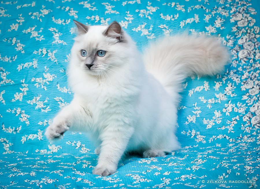 lilac point ragdoll